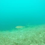 kleine Fische