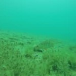 Fische im Plansee